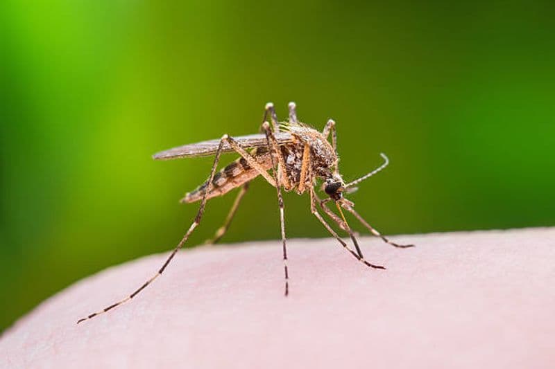 Dengue, Zika e Chikungunya le tre epidemie