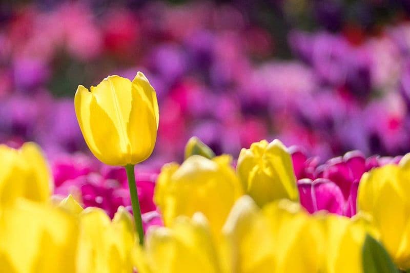 QC LIVE - Alle 19 in diretta per scoprire «E’ primavera… a Cuorgnè», il nuovo evento dell’associazione Attività e Commercio - VIDEO