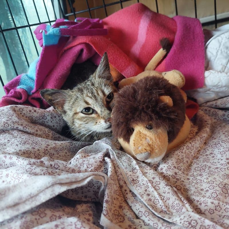 IVREA - Gattina di 5 mesi abbandonata dentro un cassonetto dei rifiuti, salvata da un operatore - FOTO