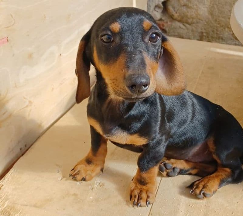 CANAVESE - Rotary e Monge aiutano i canili del territorio: una bella risposta dopo la terribile vicenda di Pont - FOTO