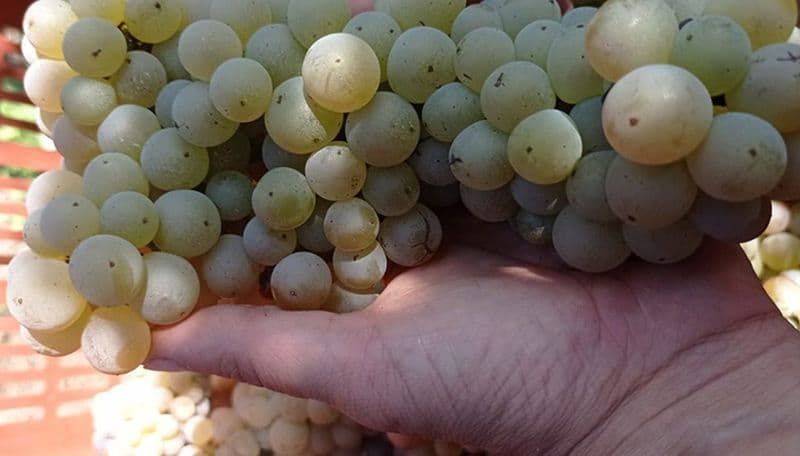 CALUSO - Anche «Vinitaly» celebra il vino del Canavese: l'Erbaluce