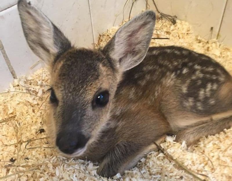 CANAVESE - Aiutiamo chi ne ha bisogno, non chi «pensiamo» necessiti aiuto...