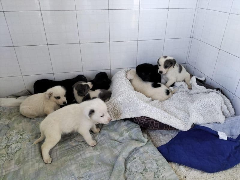 CASTELLAMONTE - Nove cagnolini di 45 giorni abbandonati dentro una scatola di cartone: salvati e portati in canile