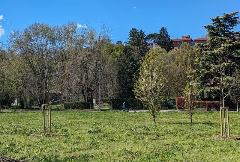 IVREA - Negli ultimi sei anni messi a dimora più di 180 alberi