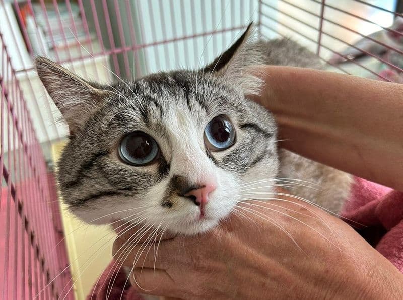 IVREA - Raffica di nuovi mici arrivati in gattile: i volontari cercano nuove «balie»