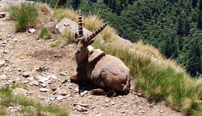 ANIMALI - «Aprire la caccia dello stambecco» è la proposta del gruppo Lega in Valle d'Aosta