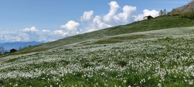 CASTELNUOVO NIGRA - A maggio fioriscono i narcisi: nei weekend l'appuntamento è al Pian delle Nere - FOTO