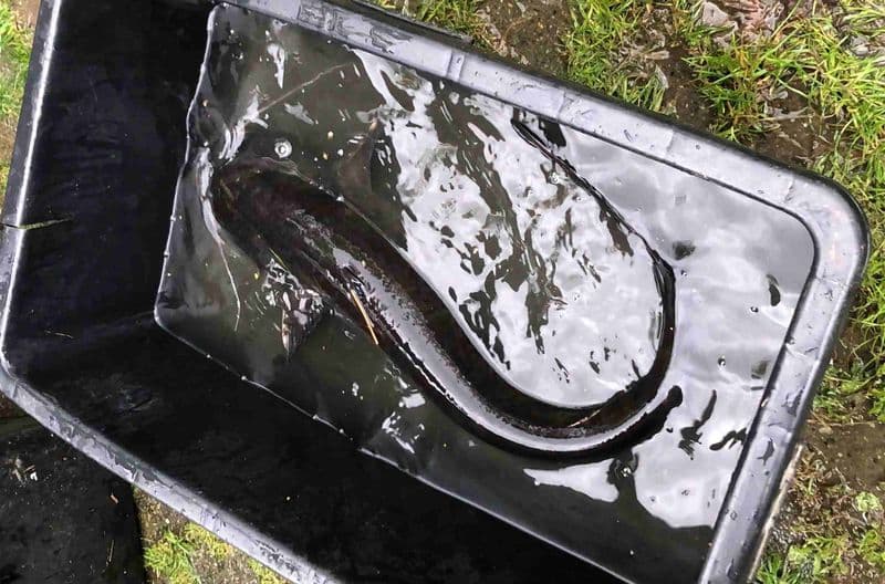IVREA-CASCINETTE - Specie «aliena e invasiva»: si studia come contenere il pesce Siluro - FOTO