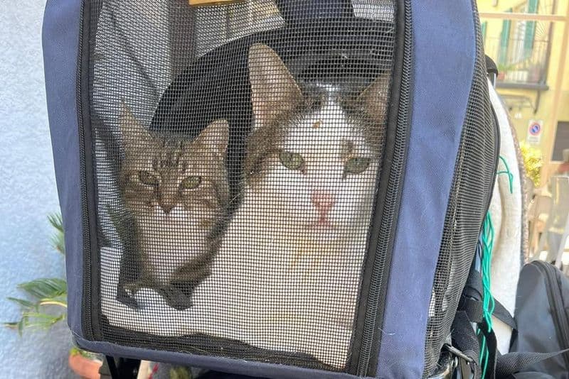 PONT CANAVESE - Sparisce con cinque gatti, individuata dopo una giornata di ricerche: allertate le forze dell'ordine