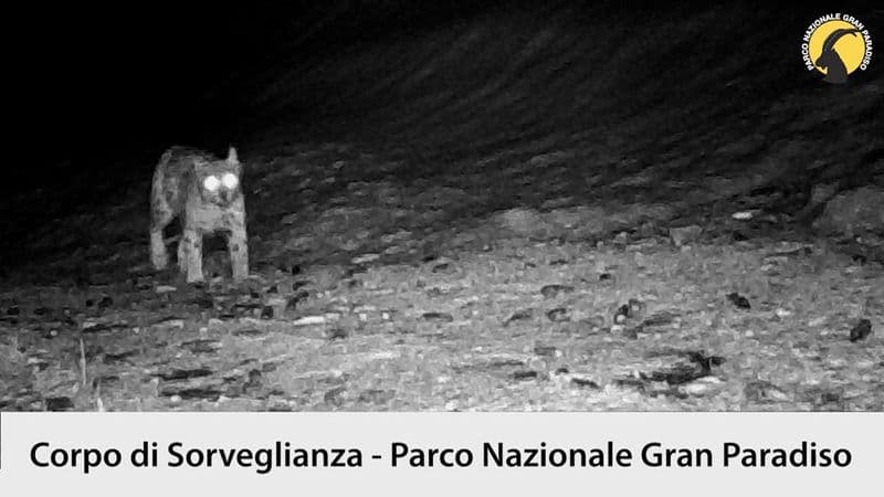 PARCO GRAN PARADISO - Confermato il ritorno della lince: avvistato un esemplare nell'area protetta più antica d'Italia - VIDEO