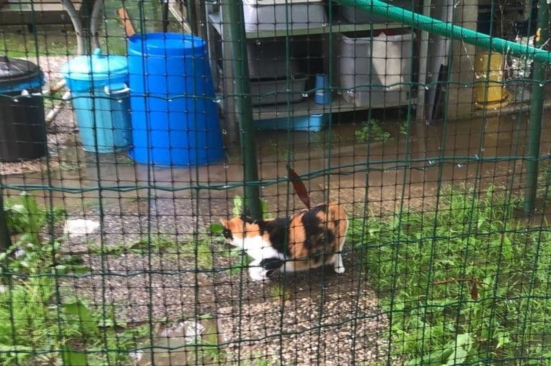IVREA - Bomba d'acqua in città e gattile allagato: «Sono anni che chiediamo aiuto per una nuova casa» - FOTO