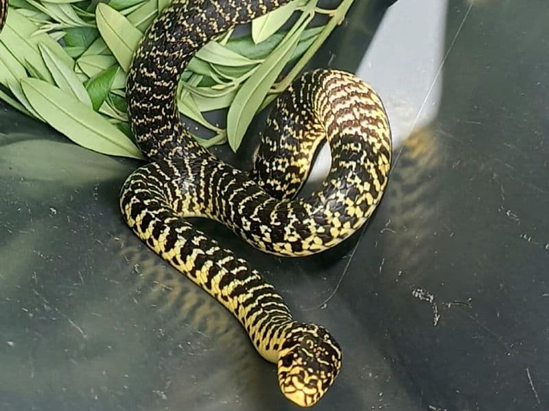 SAN MAURIZIO CANAVESE - Trovano un serpente in giardino: provvidenziale intervento della Lida