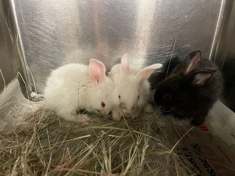 CASELLE - Non ce l'hanno fatta i tre coniglietti abbandonati sotto la pioggia in un parcheggio