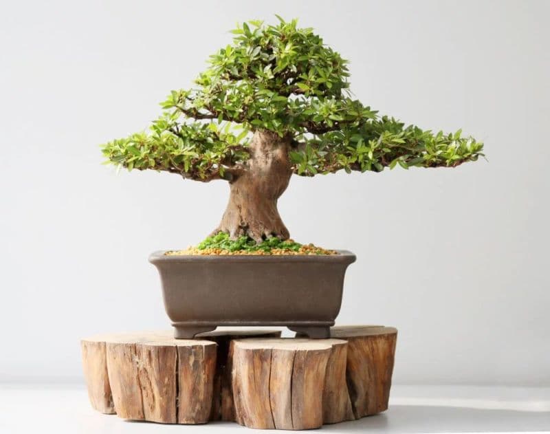CURIOSITA' - Il Giappone invaso dai rapitori di bonsai