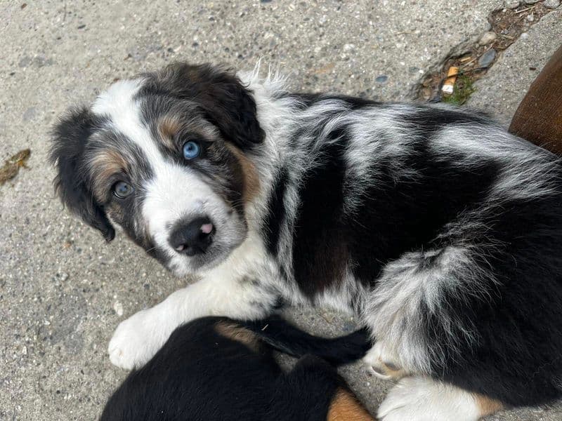 STRAMBINO - Ladri rubano il cucciolo in giardino: è stato ritrovato il piccolo Togo
