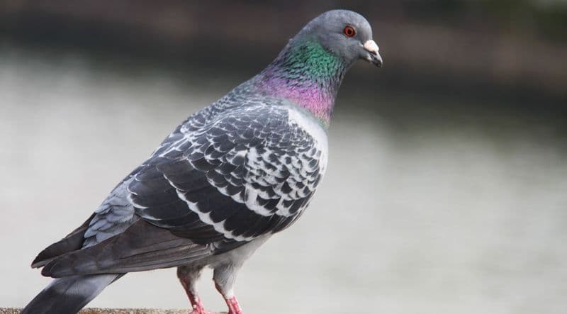 CANAVESE - «Guerra» ai colombi, il Tar Piemonte respinge il ricorso delle associazioni animaliste