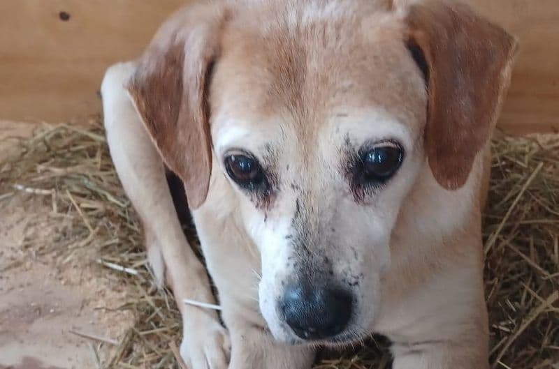 BARBANIA - Botti nel cuore della notte, il piccolo Rossino non ce l'ha fatta