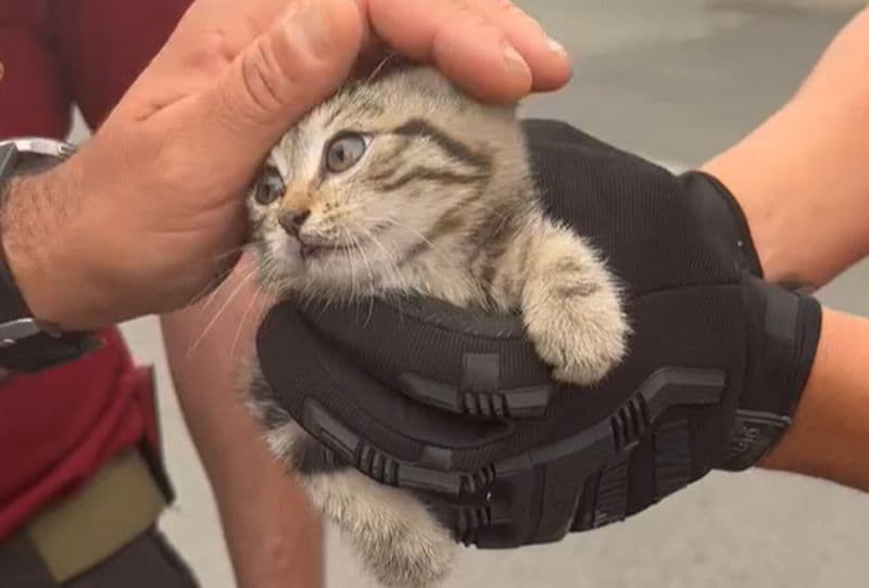 FAVRIA - Gattino incastrato nel motore di un'auto: salvato dai vigili del fuoco e subito adottato - FOTO