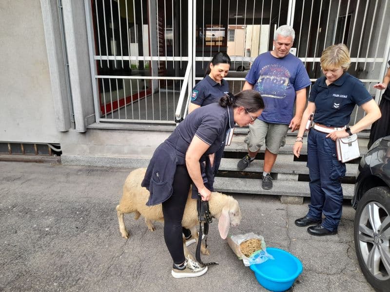 CUORGNE' - Pecora fugge in strada, salvata in via Torino da due cittadini dal cuore d'oro - FOTO