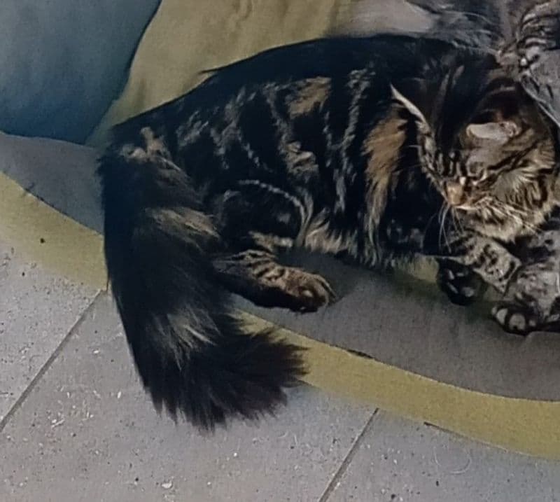 SALASSA - Appello per ritrovare la micina Coco, smarrita vicino al municipio del paese