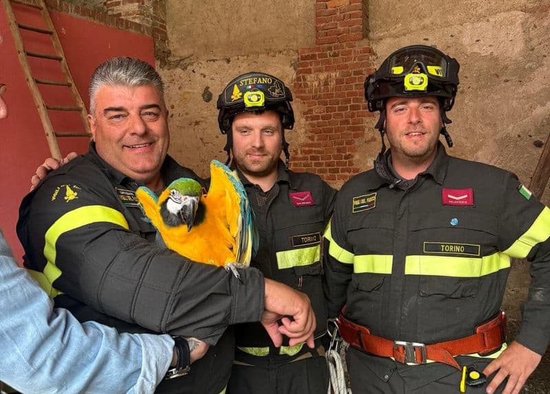 SAN MAURIZIO CANAVESE - I vigili del fuoco hanno salvato un pappagallo scappato da casa