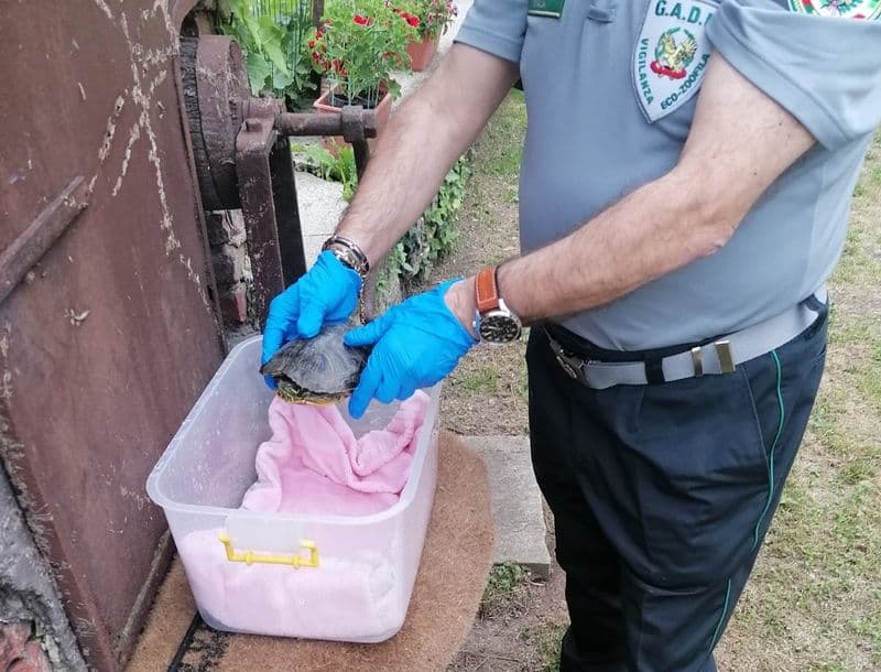 CASCINETTE D'IVREA - Tartaruga dalle orecchie rosse recuperata dalle Guardie ambientali - FOTO