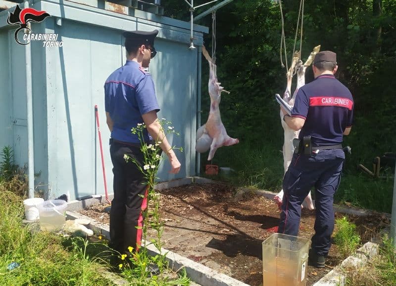 CASELLE - Macellano ovini clandestinamente per la festa islamica del «Eid el-Adha»: quattro denunciati e due animali salvati