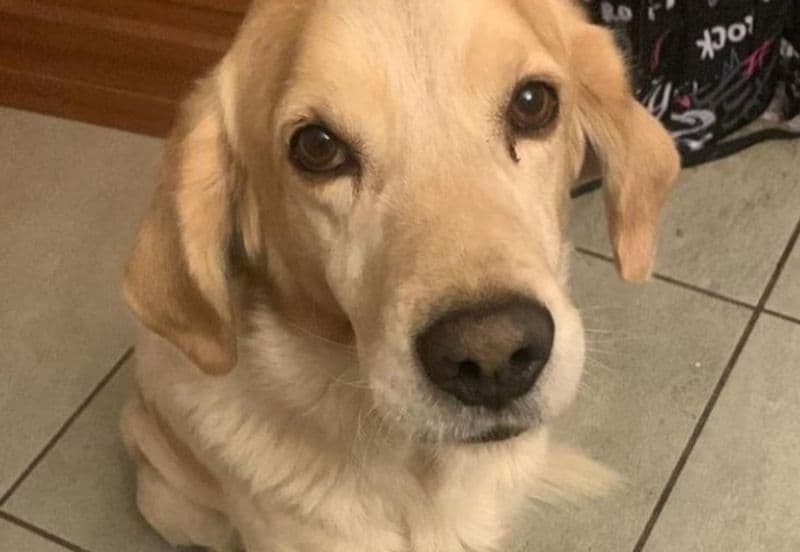 PAVONE CANAVESE - Appello per ritrovare Cobi, smarrito in borgata Quilico durante una passeggiata