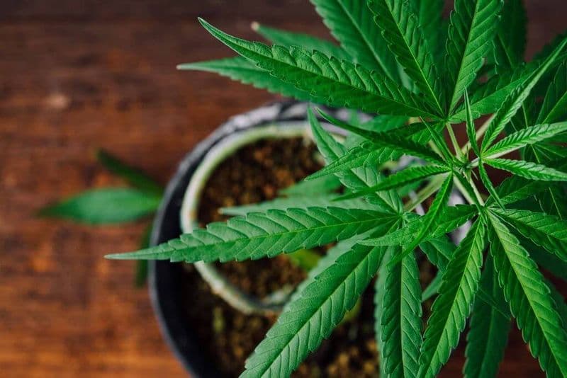 IVREA - Coltiva quasi 400 piante di marijuana e viene assolto in tribunale: «Erano per uso personale»