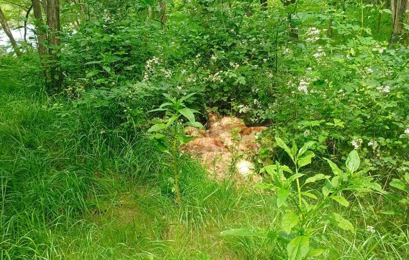 SAN MAURIZIO CANAVESE - Animali scuoiati e abbandonati in un prato