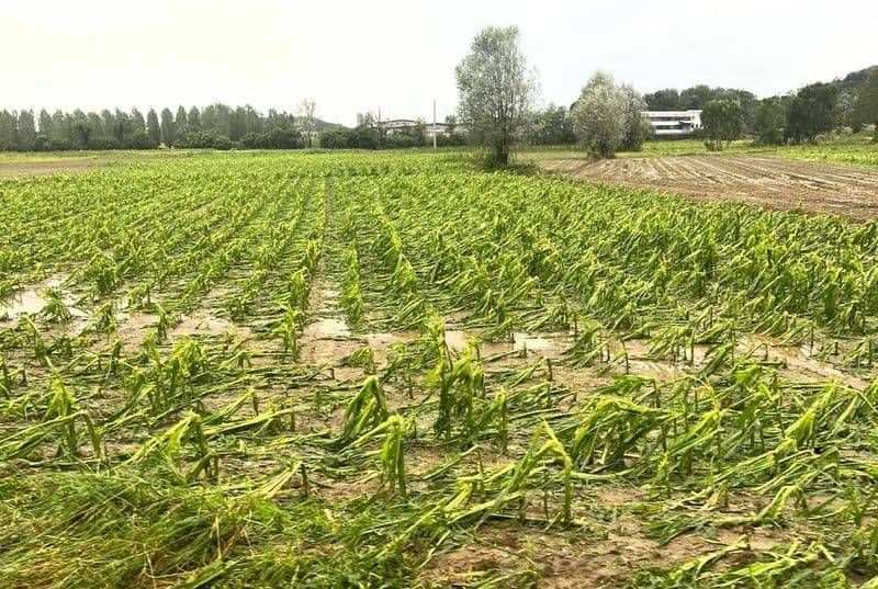 CANAVESE - Nubifragi con grandine e vento, agricoltura in difficoltà in tutta la zona per i danni provocati dal maltempo - FOTO