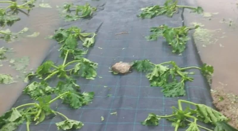 BORGOFRANCO D'IVREA - Maltempo e grandine devastano le coltivazioni: gara di solidarietà per aiutare l'Orto di Carmen