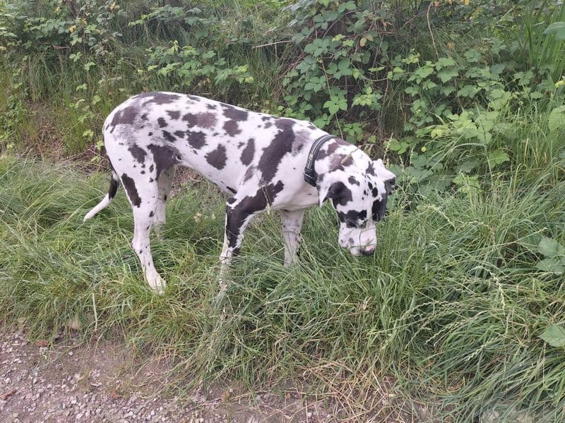 FELETTO - Pensionato scomparso nel nulla, salvato dopo due giorni grazie (anche) ad uno splendido alano - FOTO