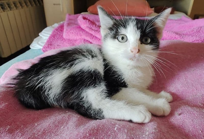 IVREA - Gattile parzialmente inagibile, i volontari chiedono aiuto per salvare i mici