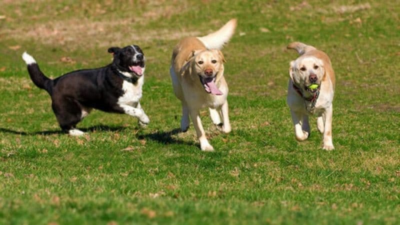 BANCHETTE - Inaugurata la nuova area riservata ai cani
