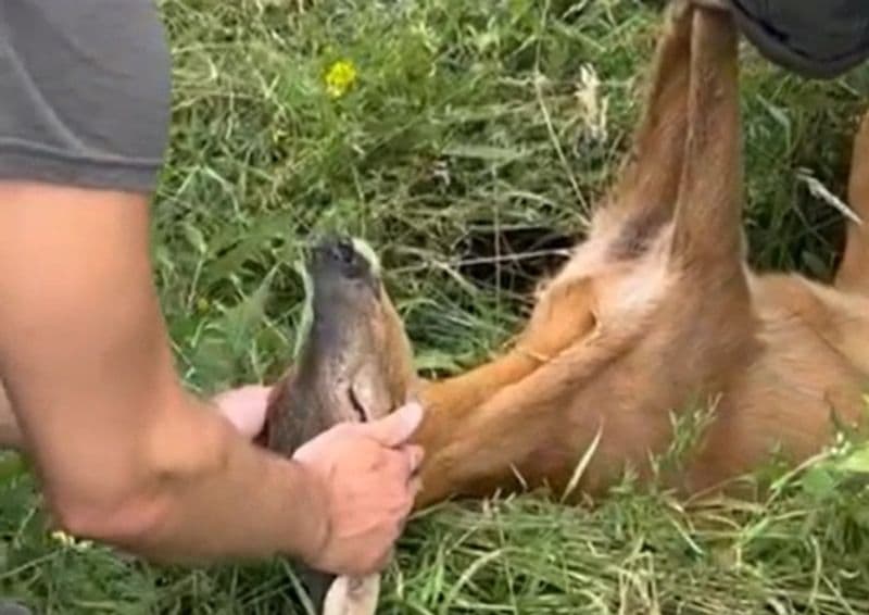 QUASSOLO - Capriolo cade nel canale della centrale idroelettrica, salvato e rimesso in libertà dai vigili del fuoco - VIDEO