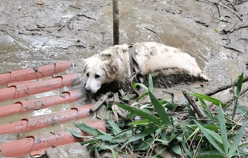 BANCHETTE - Cane impantanato nel fango della Dora: salvato dai vigili del fuoco - FOTO