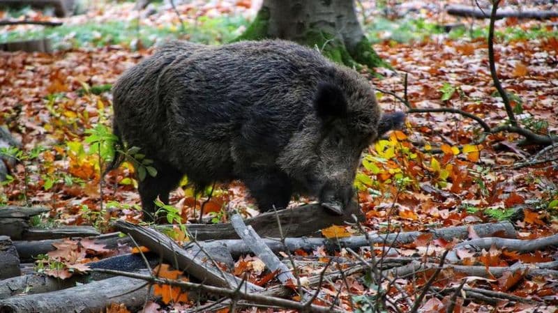 IVREA - Parco dei cinque laghi, «nessuno spara più ai cinghiali»: l'allarme di Coldiretti