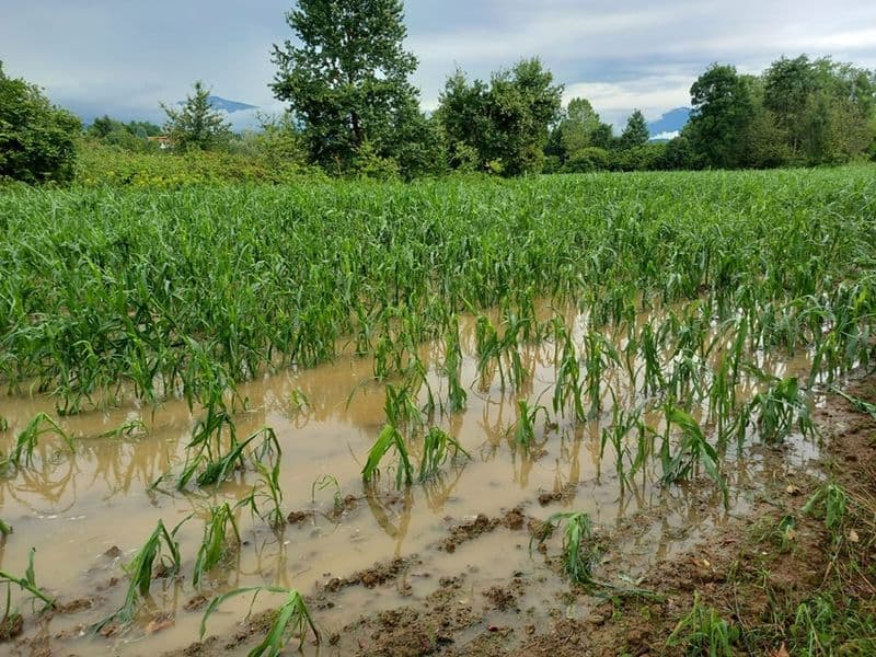 BARBANIA - Campi devastati, agricoltura in ginocchio dopo l'ennesima ondata di maltempo in Canavese - FOTO