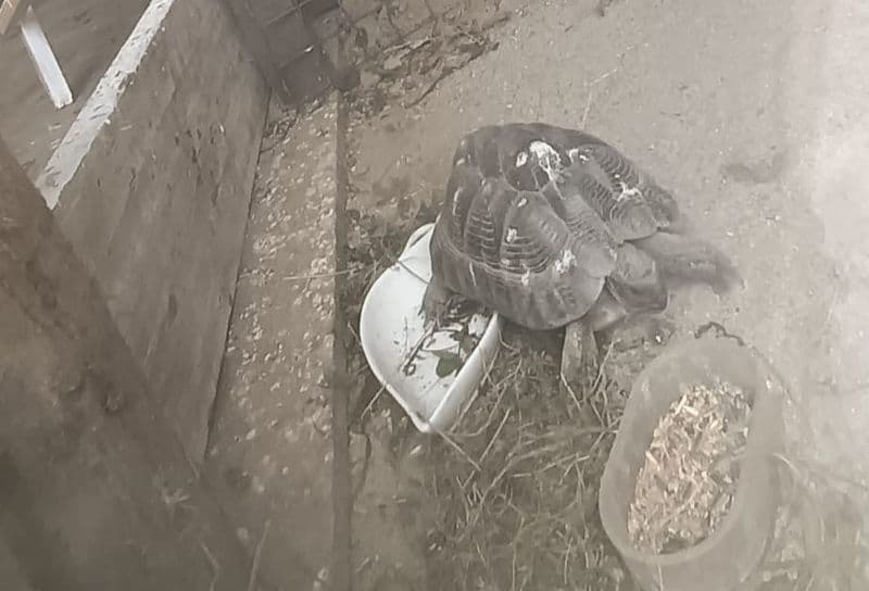 CASTELLAMONTE - Animali esotici salvati in pieno centro: un uomo denunciato in procura