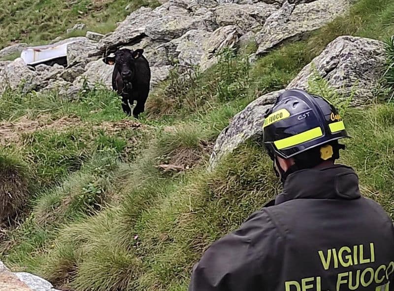 QUINCINETTO - Vitello si allontana dalla mandria e resta bloccato in montagna: salvato dai vigili del fuoco