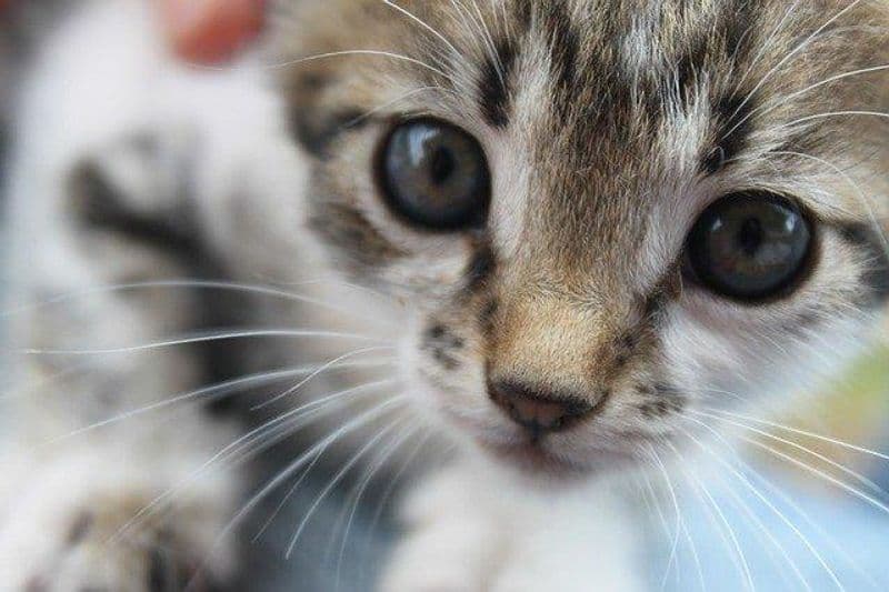 TRAVERSELLA - Sparano ai gatti con una carabina ad aria compressa: quattro mici feriti in pochi giorni