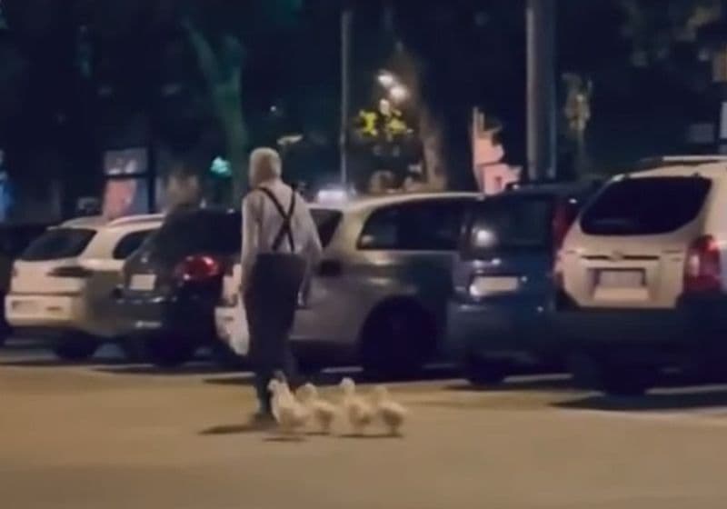 CUORGNE' - A spasso in piazza Martiri insieme a cinque papere, il video diventa virale - VIDEO