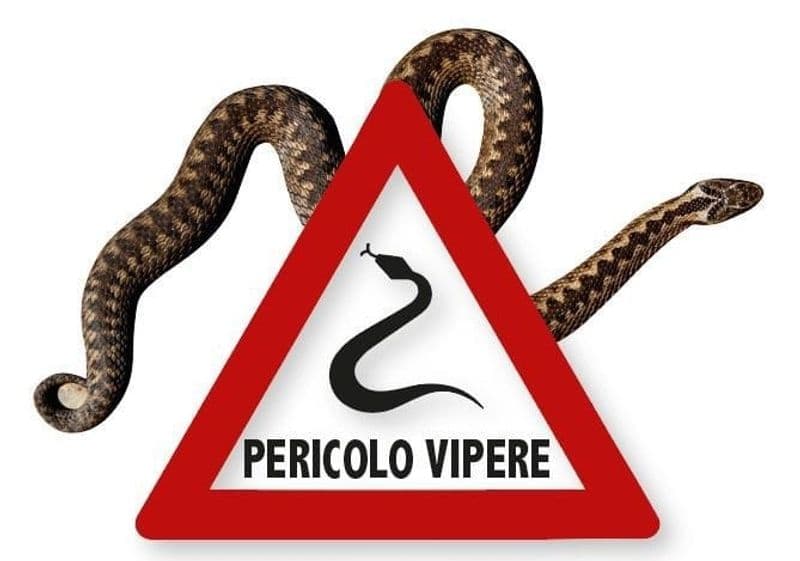 PONT CANAVESE - Troppe vipere in giro, meglio non mettere sandali e ciabatte: allerta del Comune