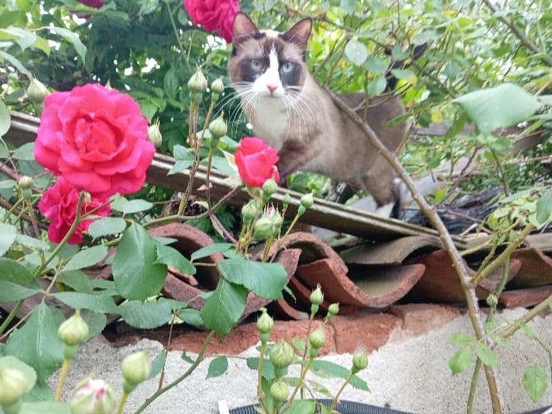 RIVAROSSA - I vigili del fuoco salvano il gatto, il padrone prende carta e penna per ringraziarli