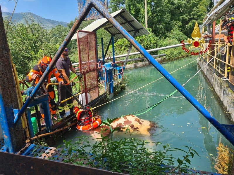 MUCCA NEL CANALE - Così i vigili del fuoco sono riusciti a salvare Jake - FOTO e VIDEO