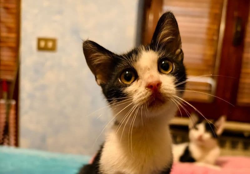 IVREA - Il virus della parvovirosi è stato debellato: ora può riaprire il gattile