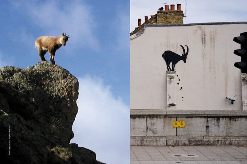 GRAN PARADISO - Lo stambecco, simbolo del Parco, nell'ultima opera di Banksy