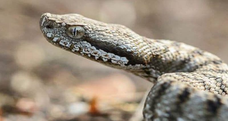 CERESOLE REALE - Vipera morde un turista che prende il sole vicino al lago: atterra l'elisoccorso del 118