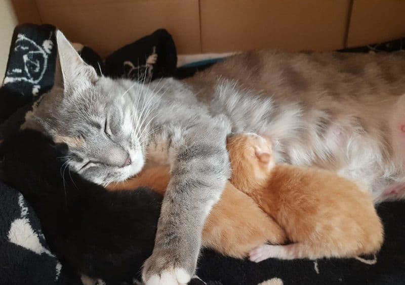 IVREA - Mamma gatto abbandonata in uno scatolone con i suoi tre cuccioli: adottata dalle persone che l'hanno salvata - FOTO